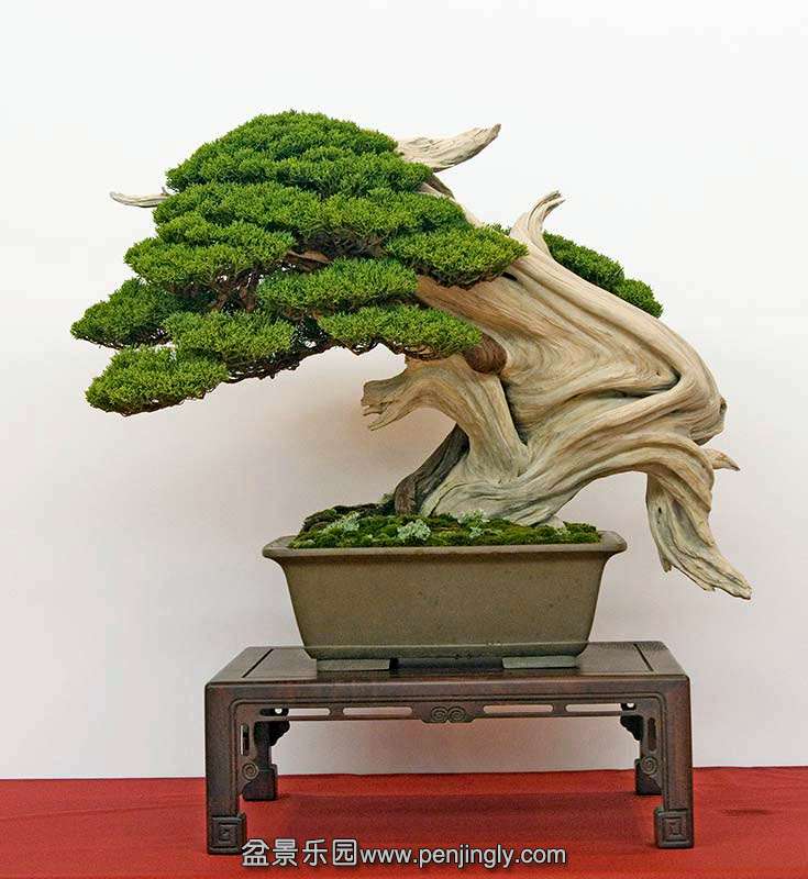 juniperus-itoigawa-h-75cm-tokoname-pot.jpg