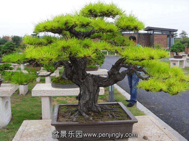 SDC12795.JPG