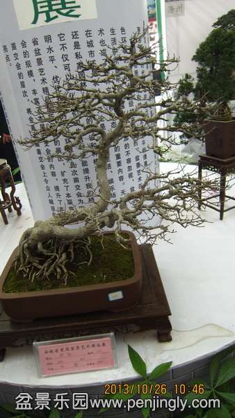 IMG_4489.JPG