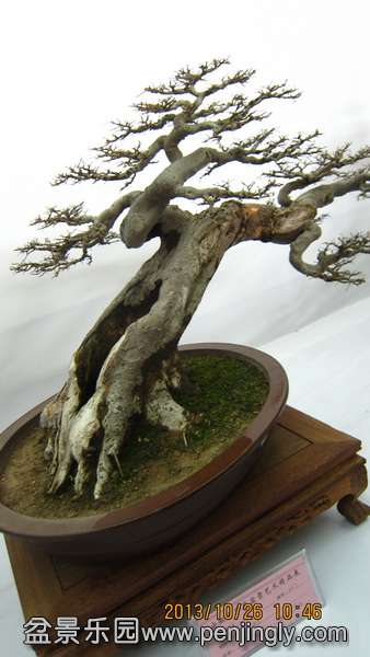 IMG_4487.JPG