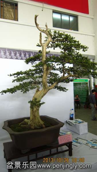 IMG_4514.JPG