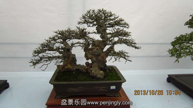 IMG_4543.JPG