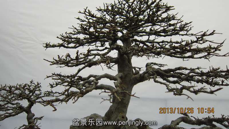 IMG_4541.JPG