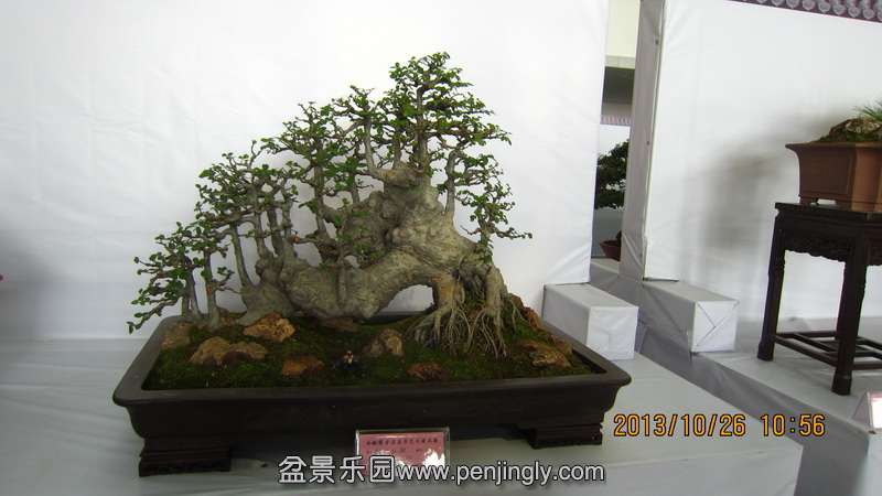 IMG_4559.JPG