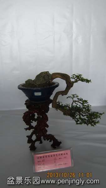 IMG_4593.JPG