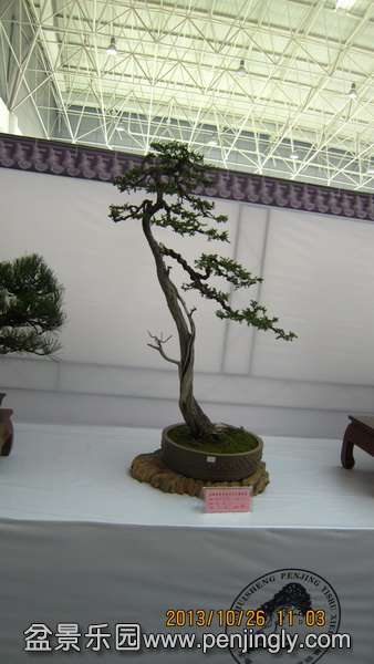 IMG_4599.JPG