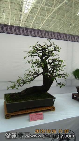 IMG_4631.JPG