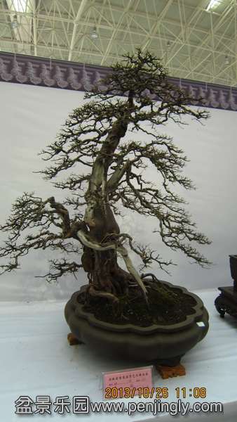 IMG_4643.JPG