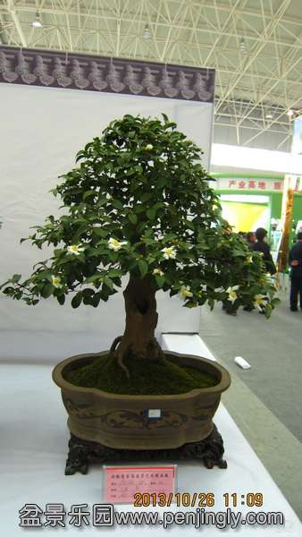 IMG_4645.JPG