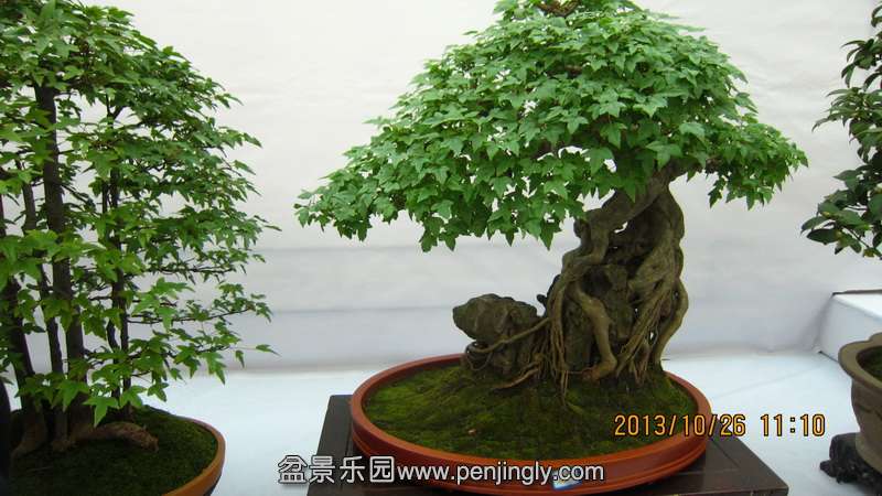 IMG_4650.JPG