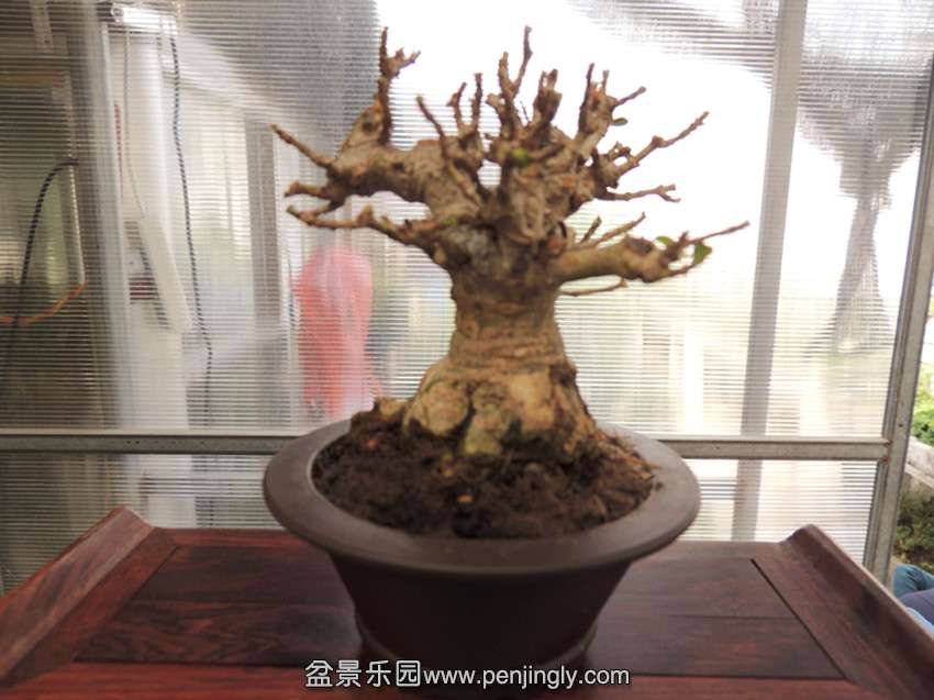 DSCN2909_.jpg
