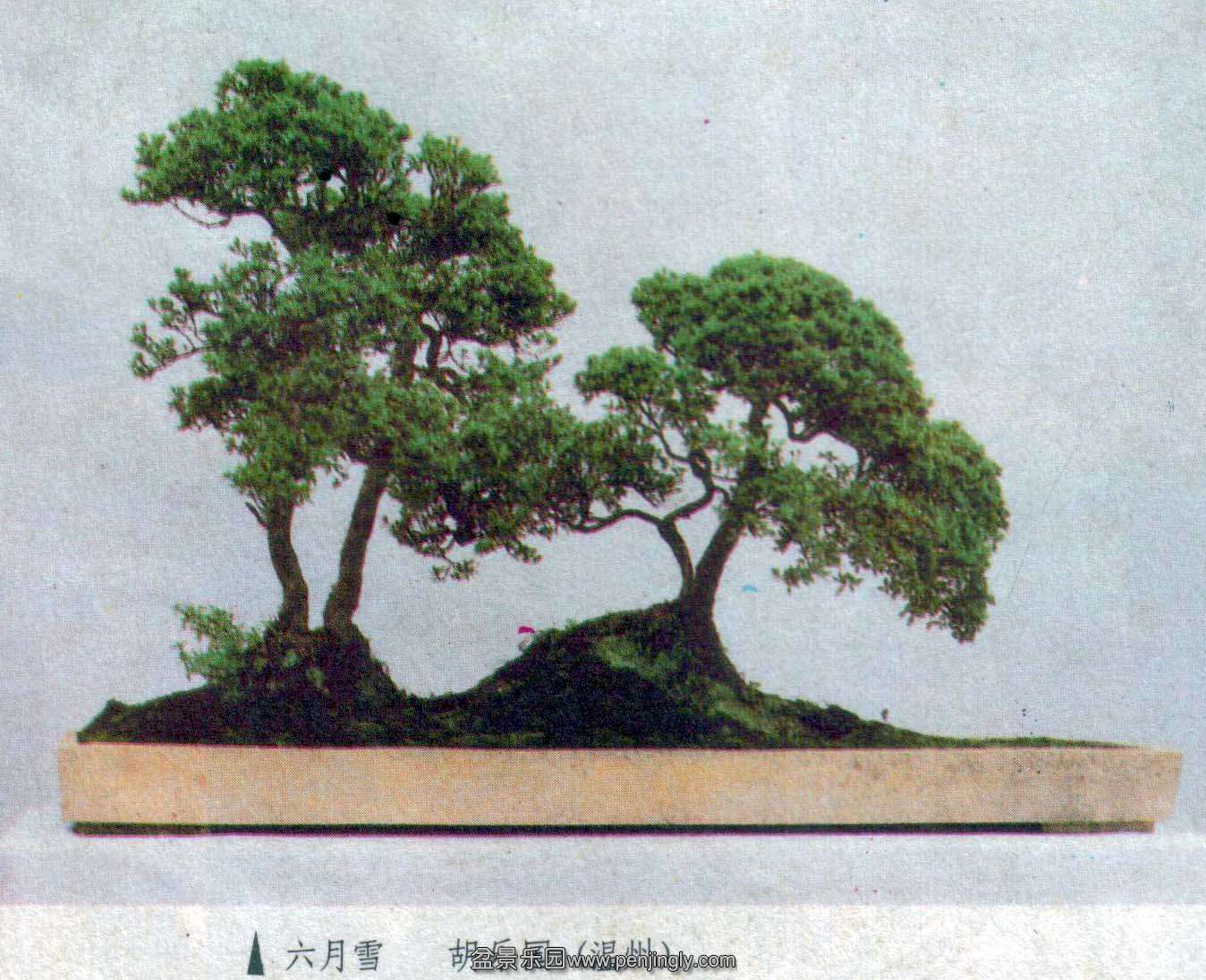 ֹ-ѩľ88-4.jpg