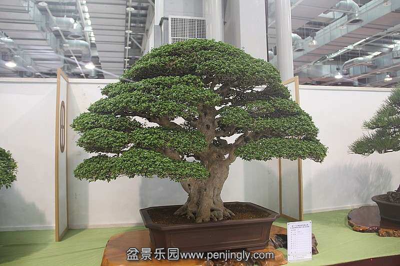 conew_584078830_o.jpg