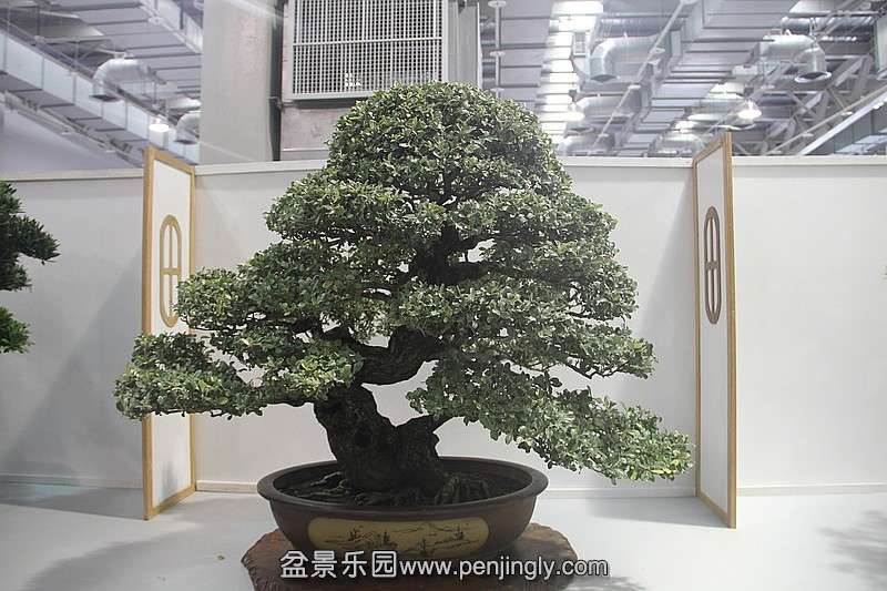 conew_584137190_o.jpg