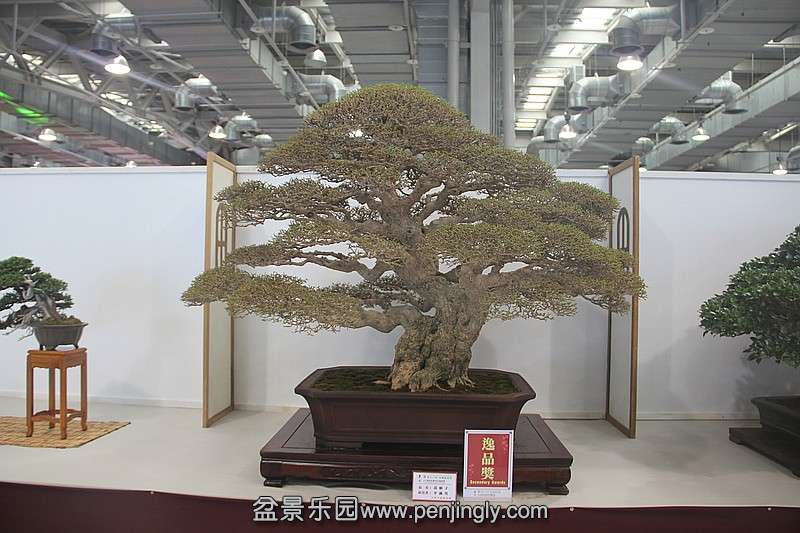 conew_584157500_o.jpg