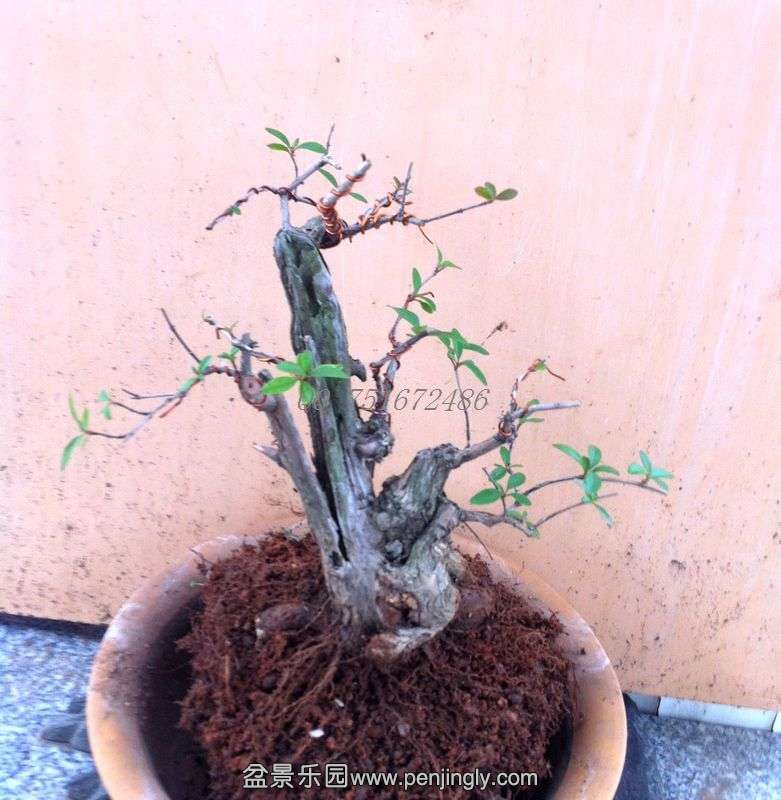Ƭ 010.jpg