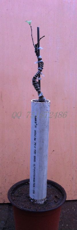 Ƭ 019.jpg