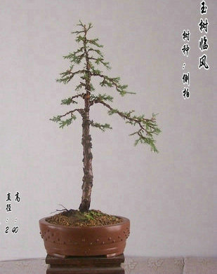 101_4609____.JPG
