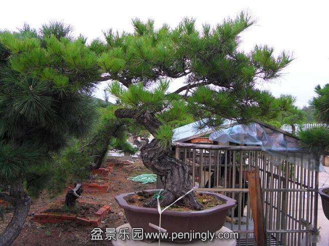 SDC12866.JPG
