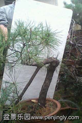 IMG0481A.jpg