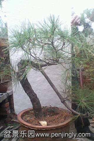 IMG0482A.jpg