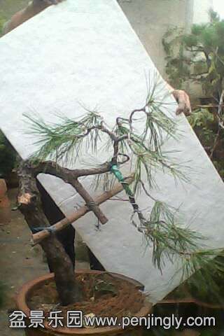 IMG0484A.jpg