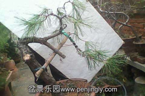 IMG0485A.jpg