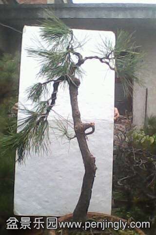 IMG0479A.jpg
