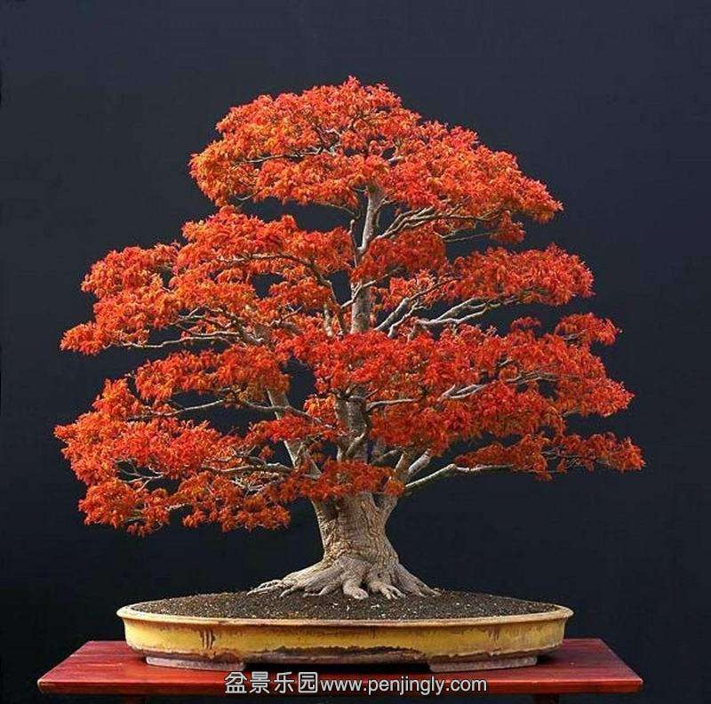 aacer_bonsai_tree_1_20130106_1226169851 (1).jpg