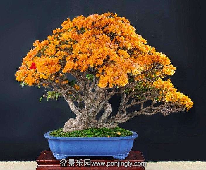 abonsai_with_orange_flowers_1_20121230_1086106733.jpg