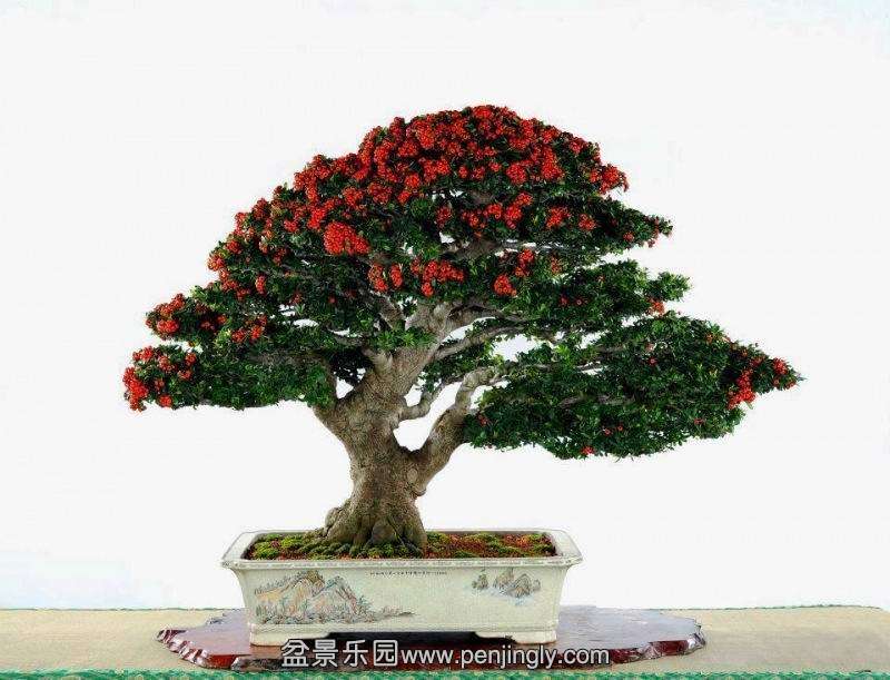 bberry_bonsai_1_20120905_1048603891.jpg