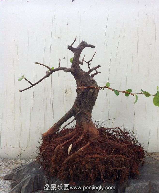 Ƭ 039.jpg