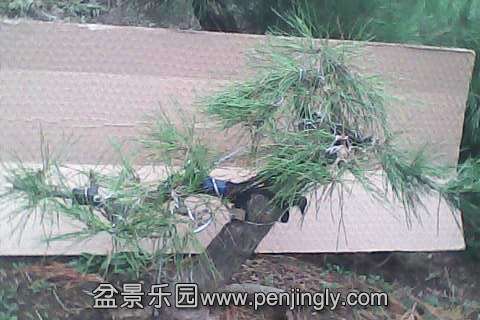 IMG0492A.jpg