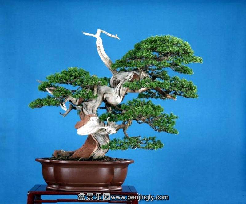 cheng_kung_bonsai_1_20120903_1726313804.jpg