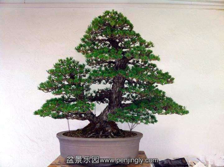 japanese_white_pine_mother_and_son_1_20120909_1061030226.jpg