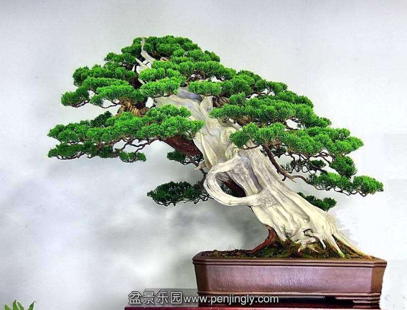 juniperus_by_salvador_de_los_reyes_1_20121109_1906613658.jpg