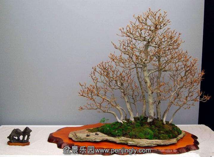 forest_bonsai_with_suiseki_1_20120908_1871788523.jpg