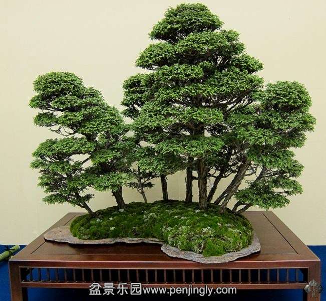 kokufuten-bonsai-japan56.jpg