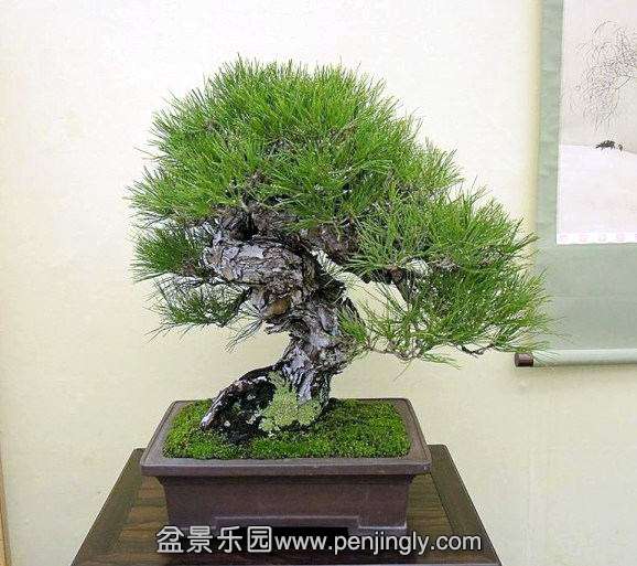kokufuten-bonsai-japan19.jpg