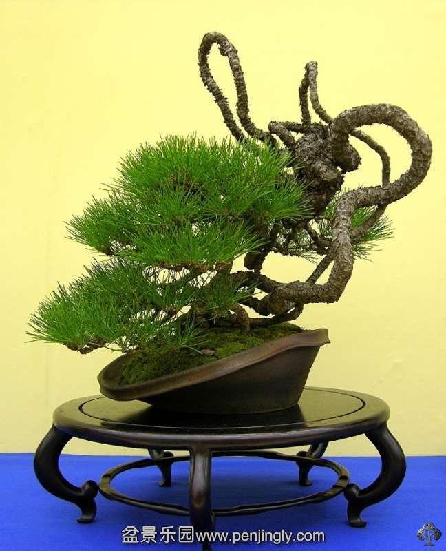 red_pine_bonsai_1_20121028_2070775650.jpg