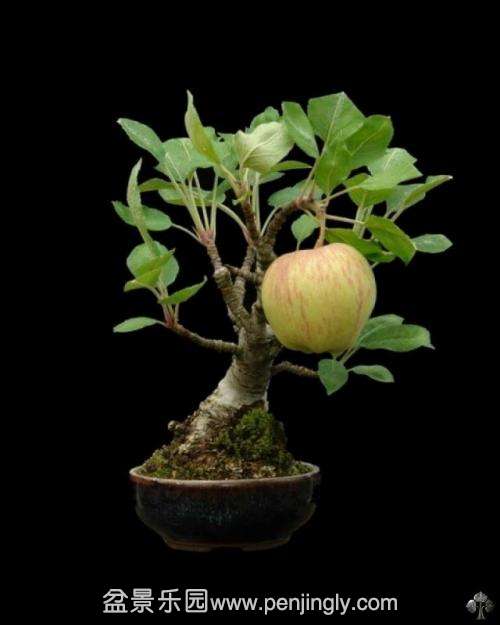 07-apple-bonsai.jpg