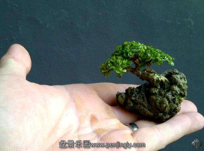 08-mame-bonsai.jpg