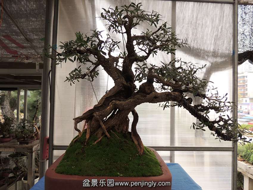DSCN2991_.jpg