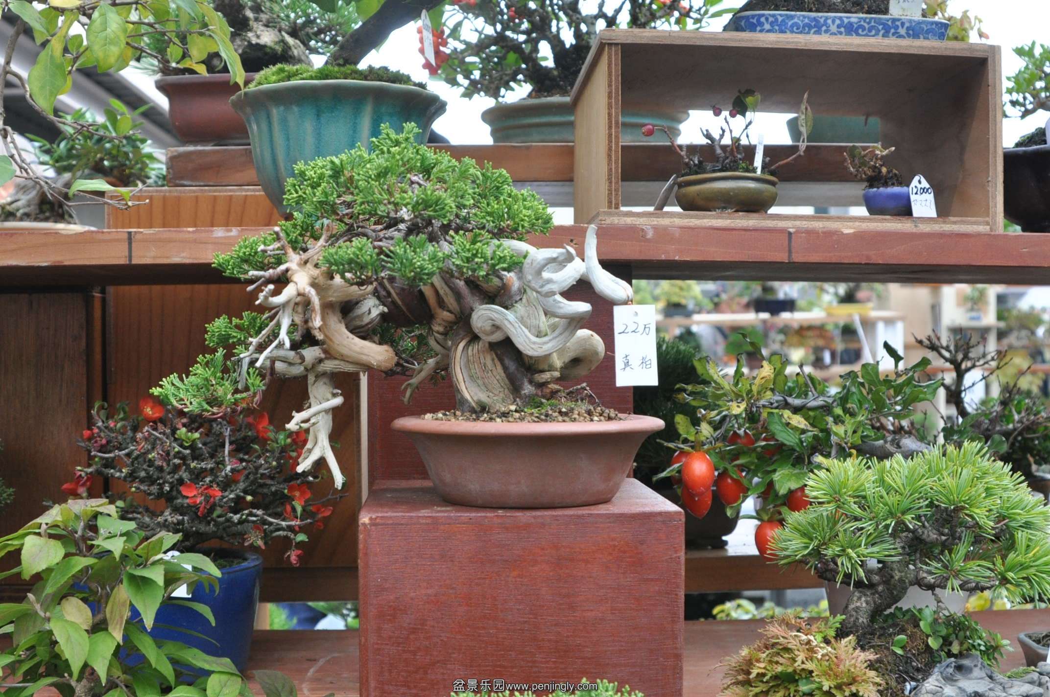DSC_0714.JPG