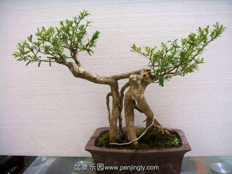 SDC14065_.jpg