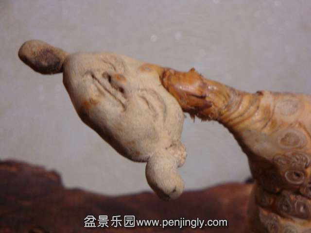 DSC05772.JPG