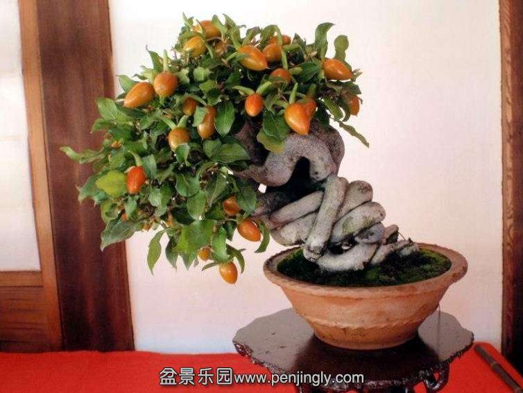 fruits_on_bonsai_1_20121110_1054599145.jpg