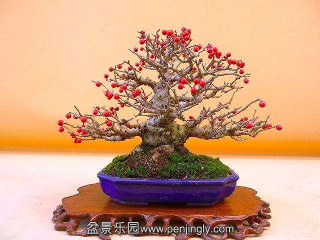 ilex_by_frank_cucchiara_1_20130203_1271035340.jpg