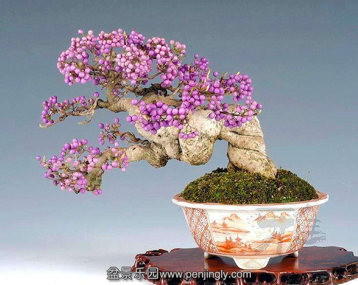 callicarpa_japonica_bonsai_1_20130127_1671848634.jpg