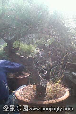 IMG0502A.jpg